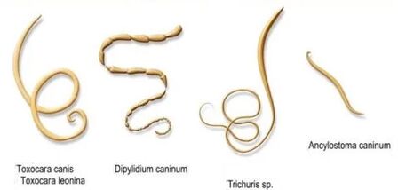 červi a jejich jména