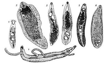 Trematody (ploché červy)