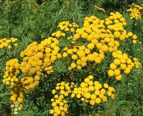 Tansy