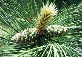 Borovice pro očištění těla parazitů