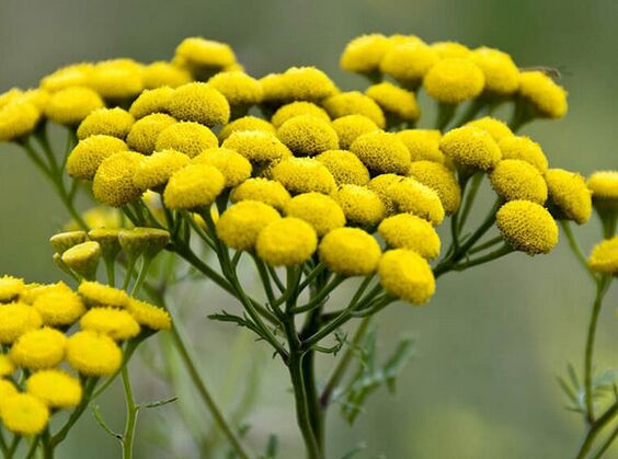 tansy - lék na parazity